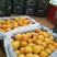 麦黄杏，菜籽黄杏，大量上市