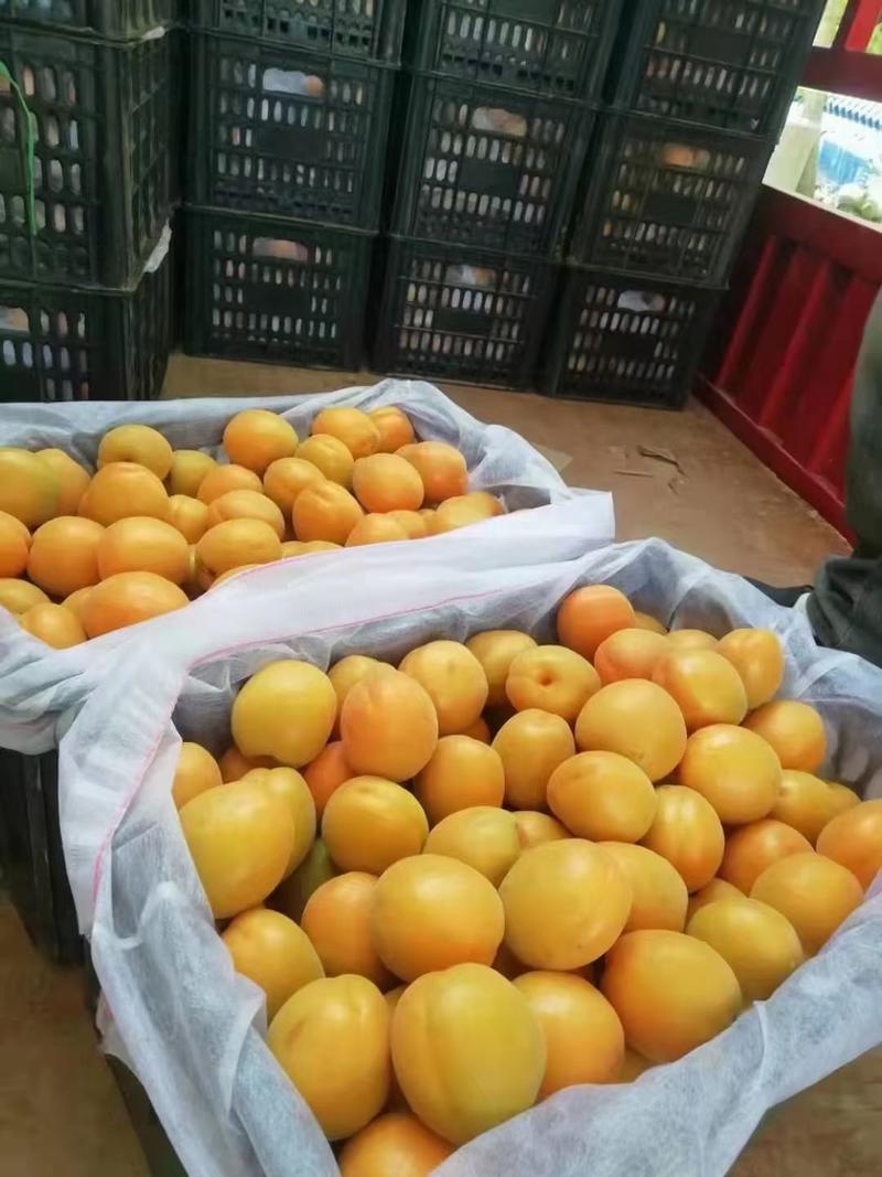 麦黄杏，菜籽黄杏，大量上市