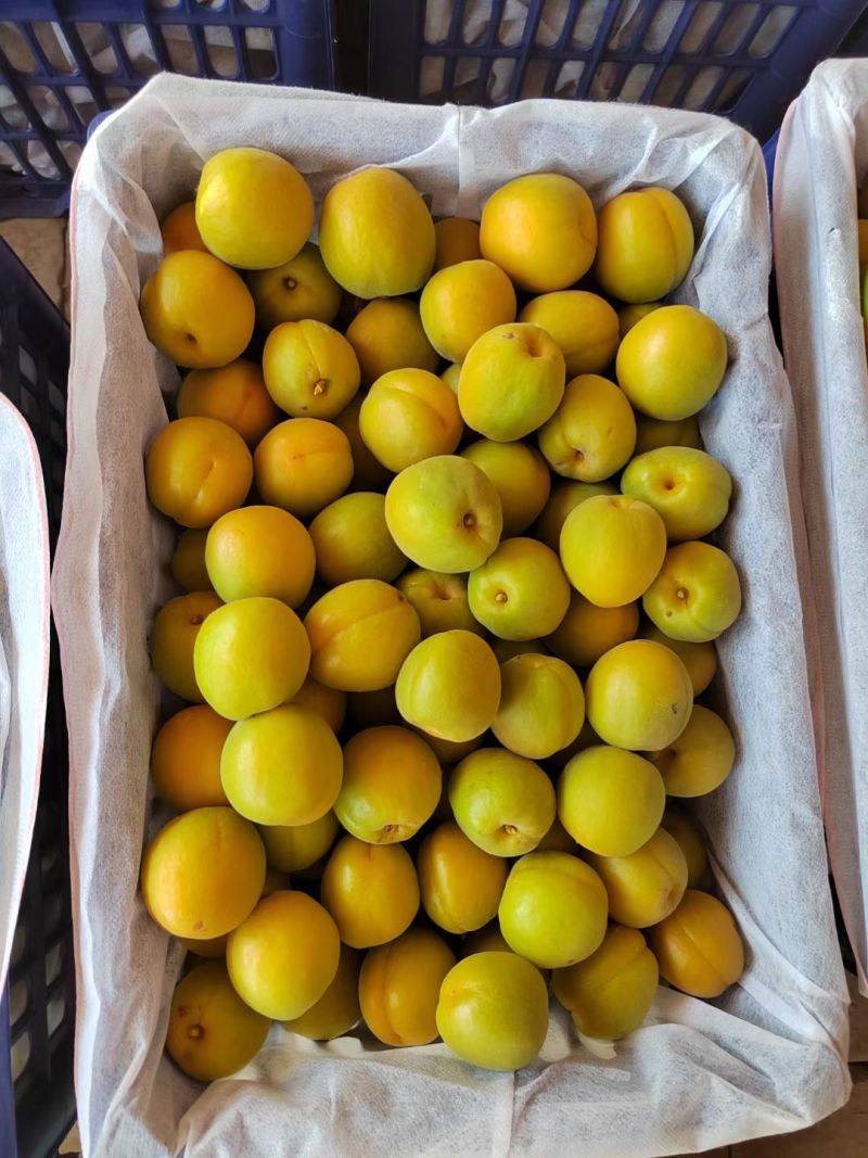 麦黄杏，菜籽黄杏，大量上市