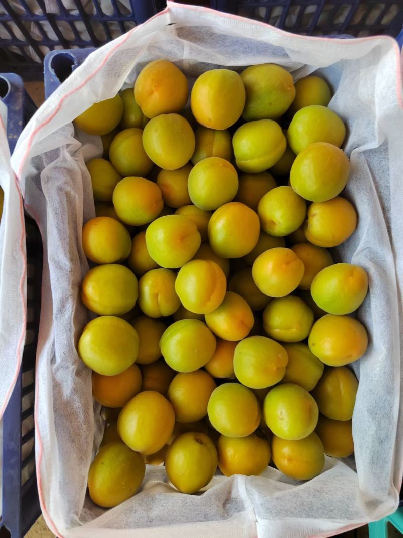 麦黄杏，菜籽黄杏，大量上市