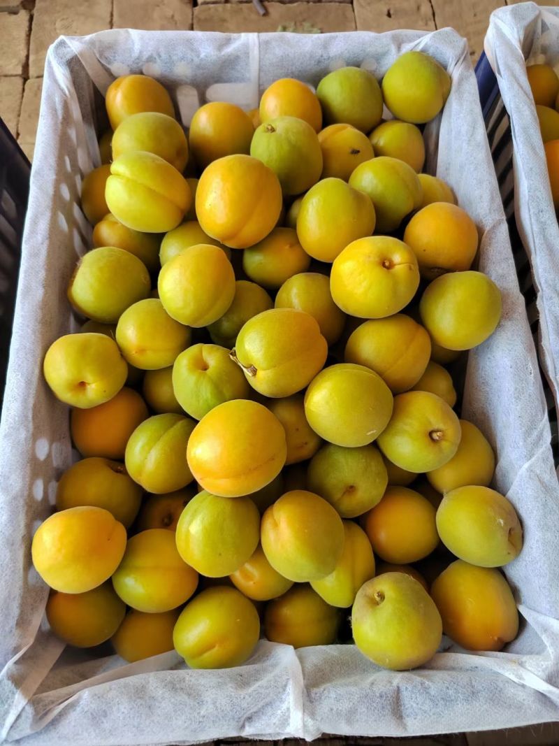 麦黄杏，菜籽黄杏，大量上市