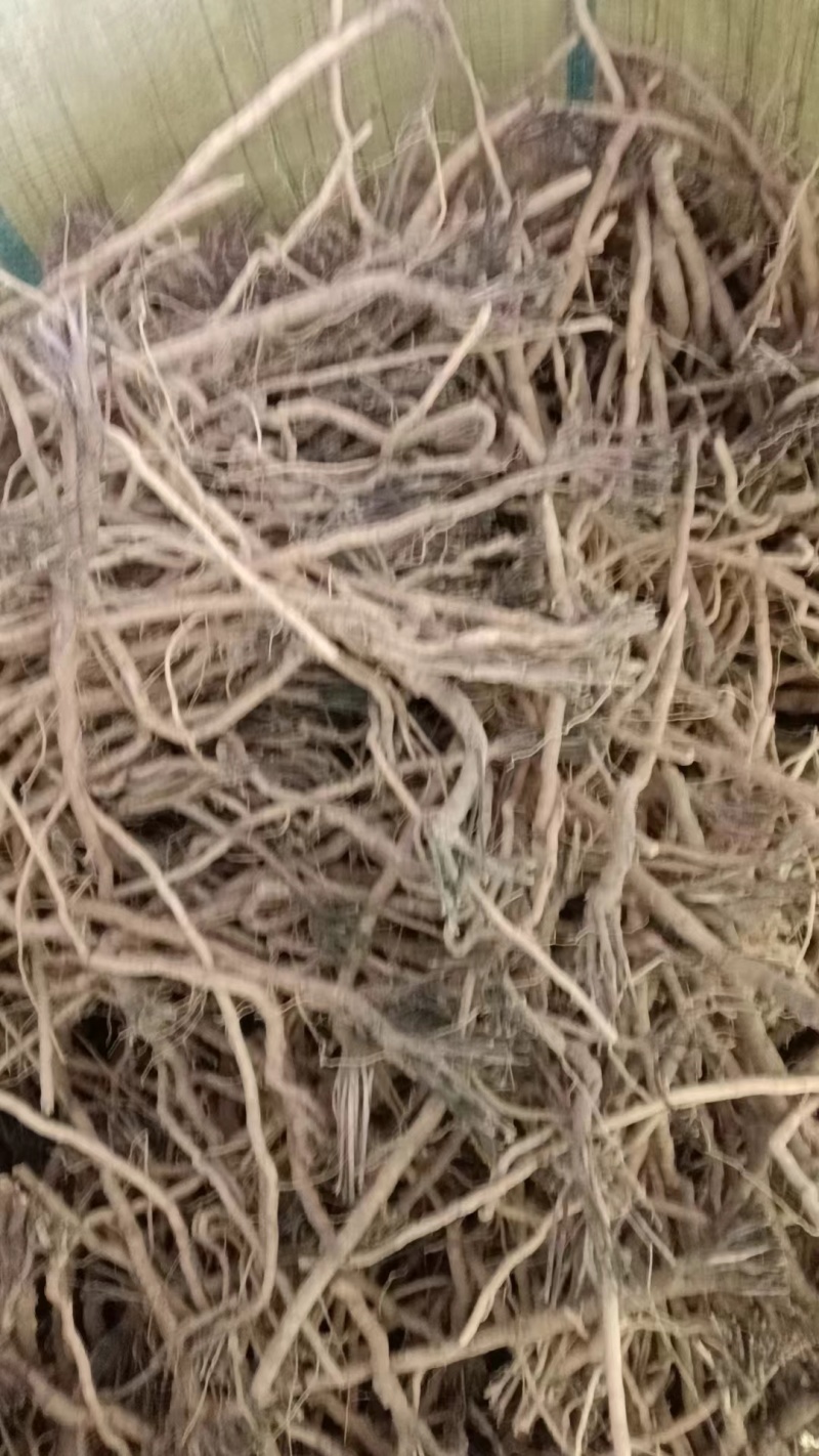 远志条精品远志条通货精品欢迎联系陕西