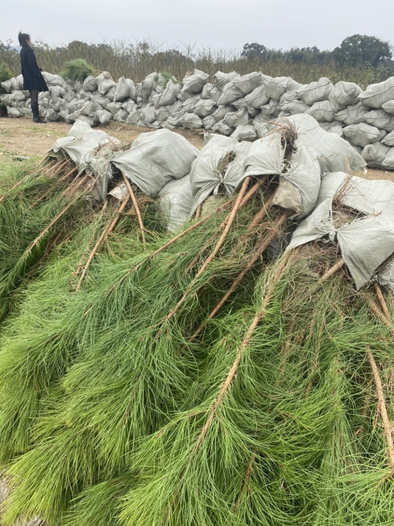 湿地松大杯苗，矿山复绿，湿地松小苗，两年湿地松