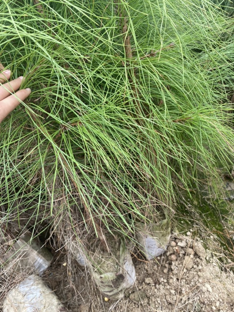 湿地松大杯苗，矿山复绿，湿地松小苗，两年湿地松