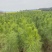 湿地松大杯苗，矿山复绿，湿地松小苗，两年湿地松