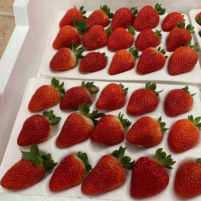 云南四季商用新鲜草莓批发价烘焙奶茶糖葫专用