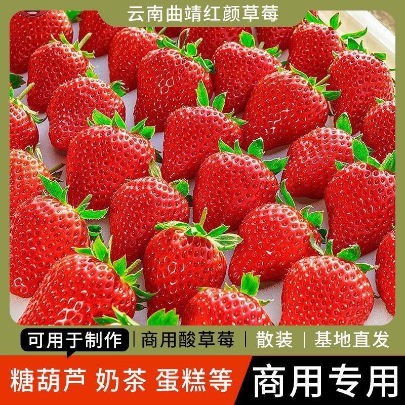 云南四季商用新鲜草莓批发价烘焙奶茶糖葫专用