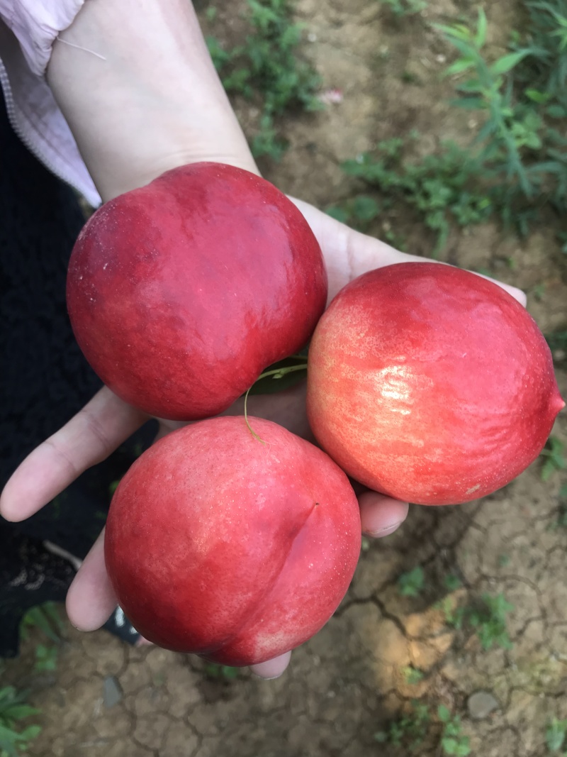 金雷桃/桃子/湖北油桃/油桃/全国发货大量上市
