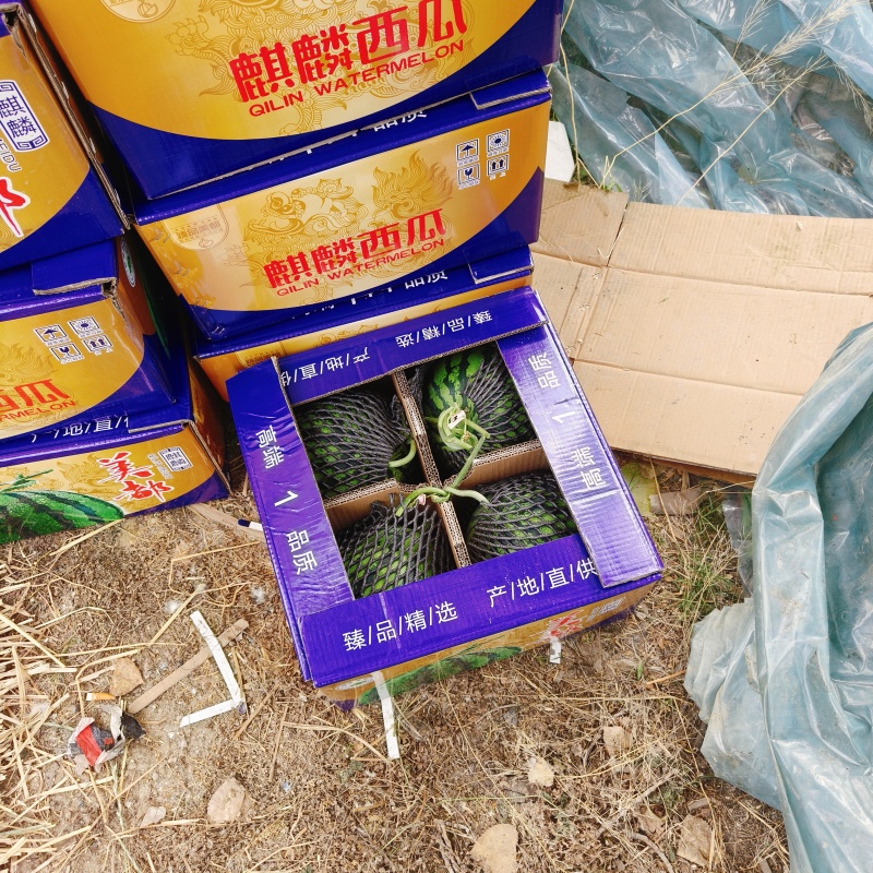【美都】无籽麒麟美都大量供应，诚信代收，代发全国。