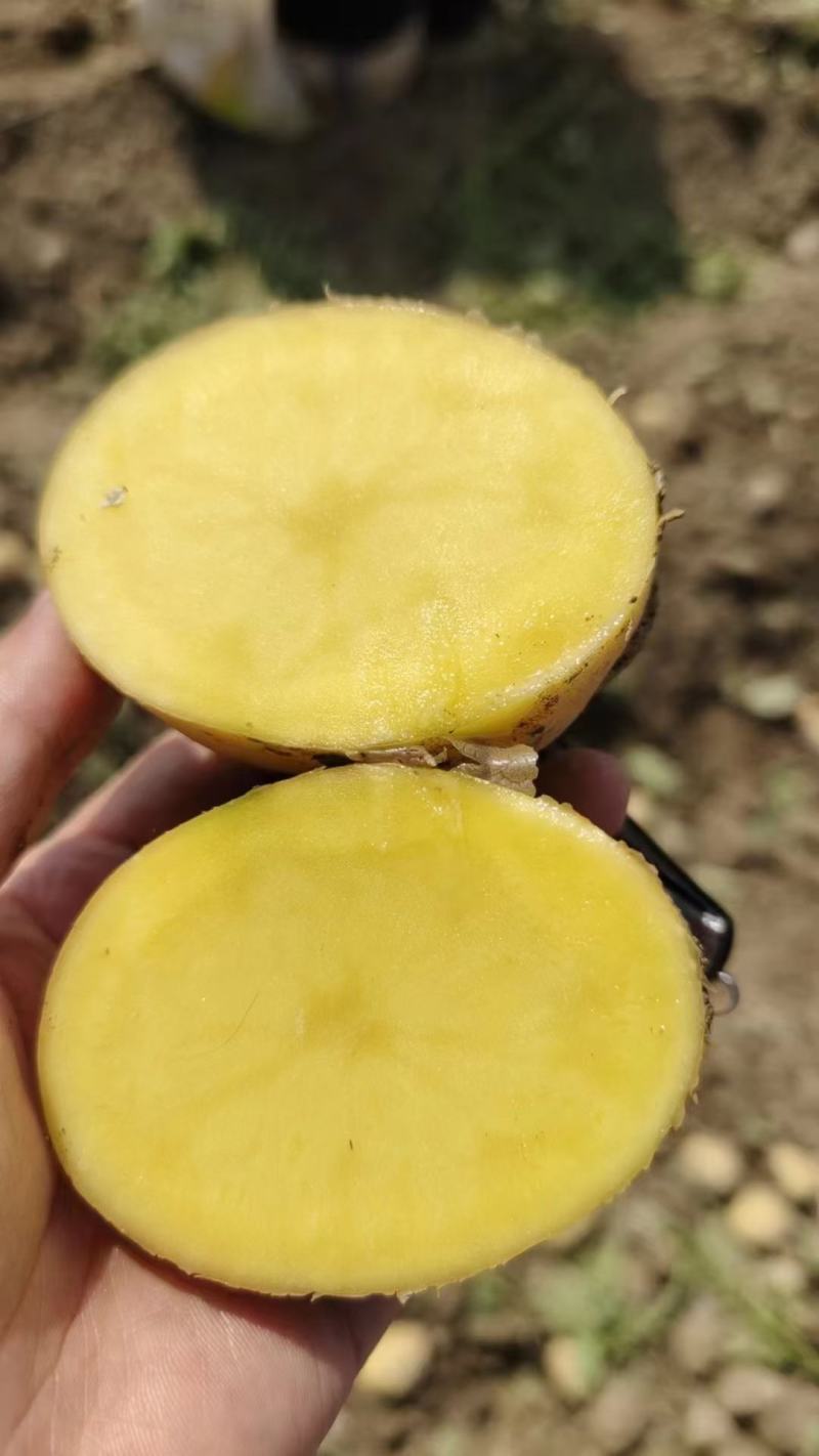 黄心土豆精品土豆个头均匀人工挑选，大量供应出口，电商，