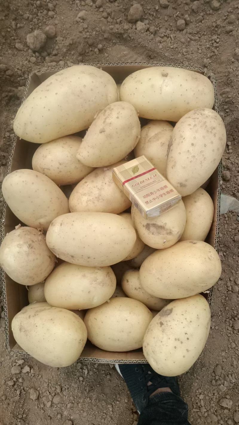 黄心土豆精品土豆个头均匀人工挑选，大量供应出口，电商，