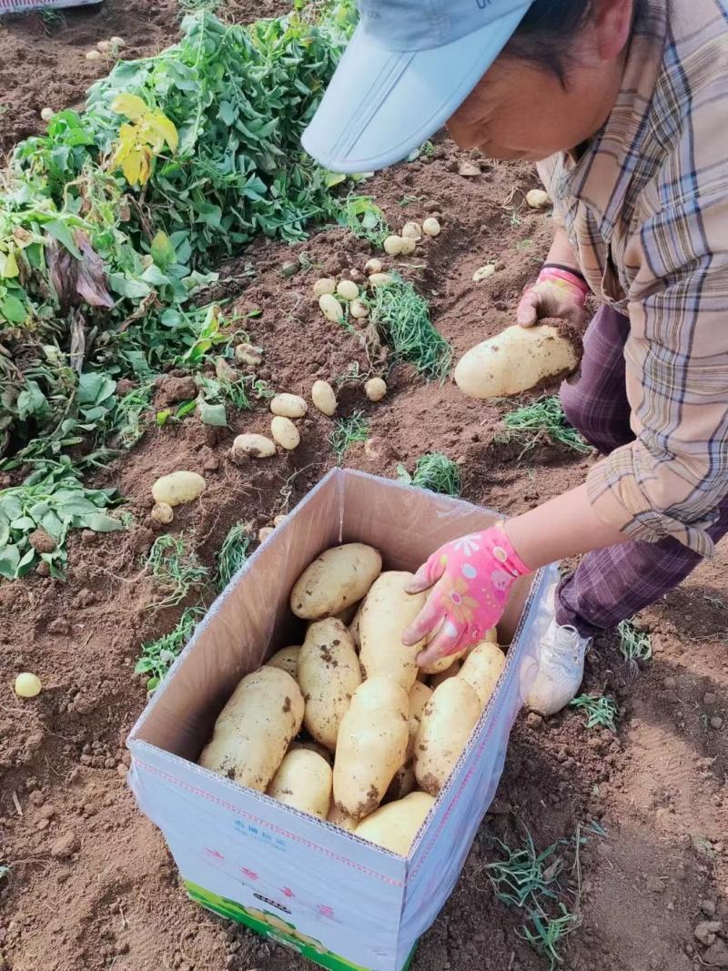 黄心土豆精品土豆个头均匀人工挑选，大量供应出口，电商，
