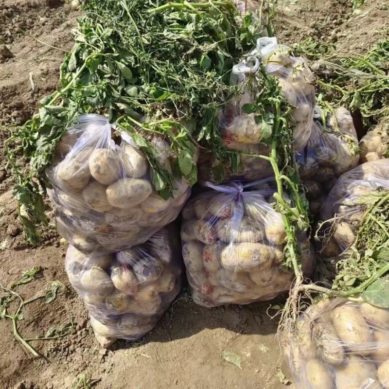 黄心土豆精品土豆个头均匀人工挑选，大量供应出口，电商，