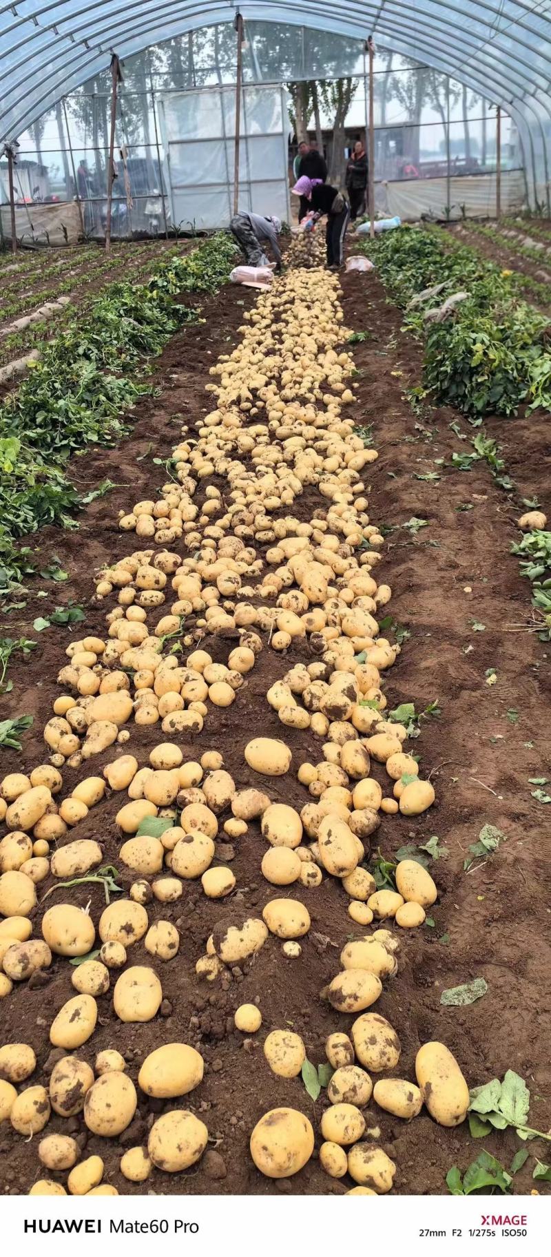 黄心土豆精品土豆个头均匀人工挑选，大量供应出口，电商，