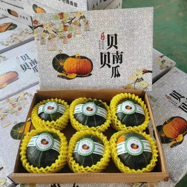 山东潍坊本地贝贝南瓜上市，保质保量支持一件代发