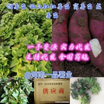 龙薯9号红薯苗烟薯红薯苗济薯25红薯苗商薯19红薯苗
