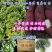 龙薯9号红薯苗烟薯红薯苗济薯25红薯苗商薯19红薯苗