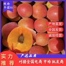 陕西省大荔县丰园红杏大量上市，可供应市场电商