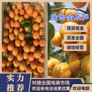 陕西省大荔县金太阳杏丰源红杏大量上市，可大量供应市场电商