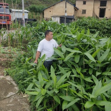 正宗高山野生粽叶大量上市