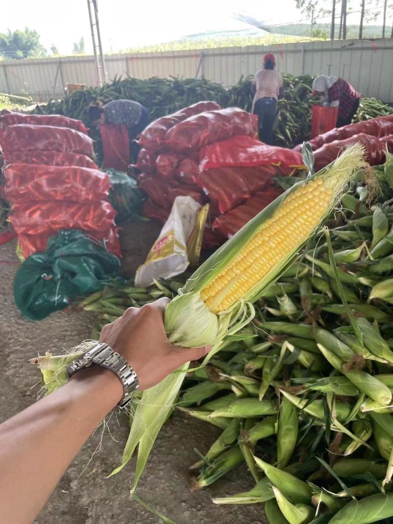 精品玉米甜玉米货源充足量大从优质量保证欢迎咨询