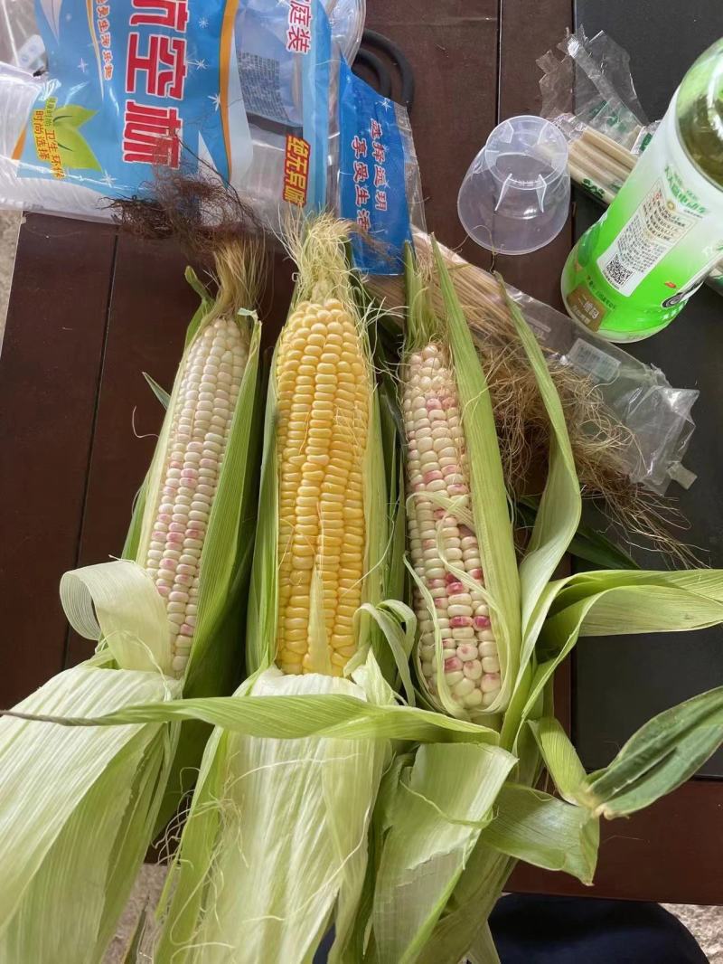 精品玉米甜玉米货源充足量大从优质量保证欢迎咨询