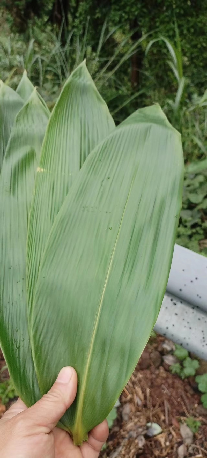 正宗高山野生粽叶大量上市