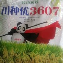 水稻种子高产香稻种子湖南500克
