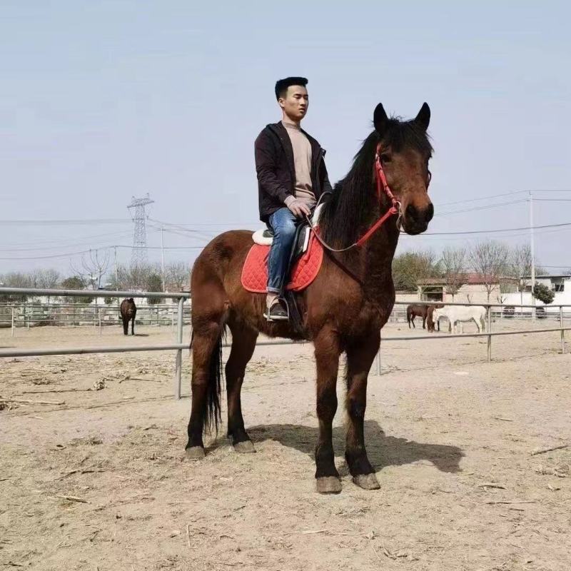 种马仔