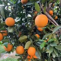 自家种植夏橙！树上自然成熟，不打甜蜜素，新鲜现摘现发