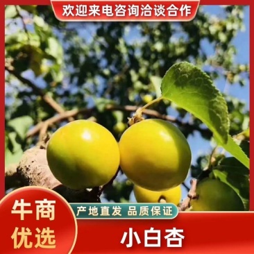 新疆小白杏可视频看货产地直供支持一件代发市场整车走货