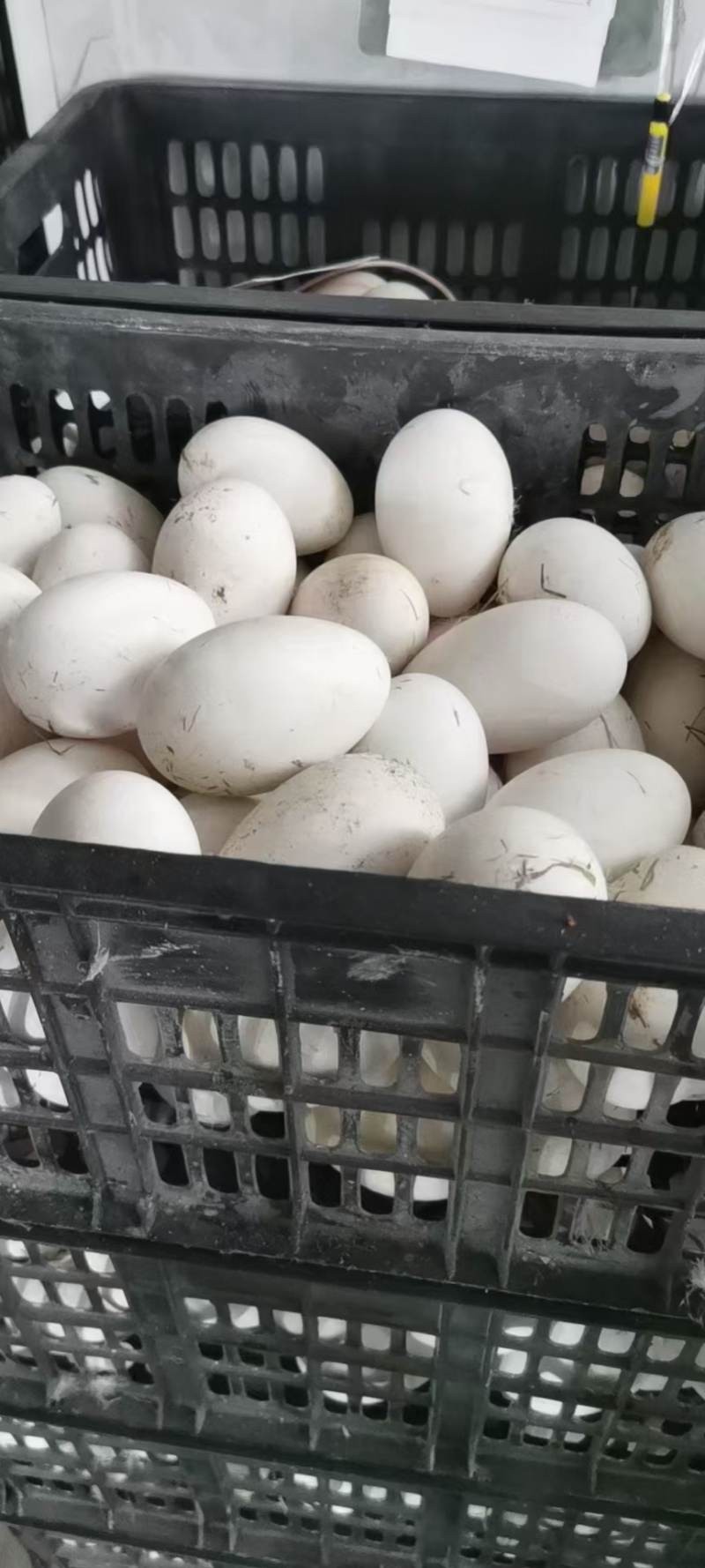 新鲜鹅蛋，农家散养，圆黄，鲜蛋，散黄蛋