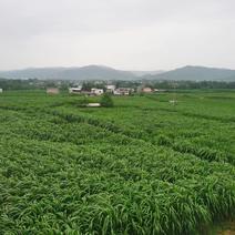 热研四号王草，生长快产高产高营养适口性好，原种基地发货。