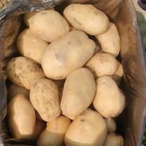 土豆黄心土豆大量供应，产地直发，欢迎洽谈业务