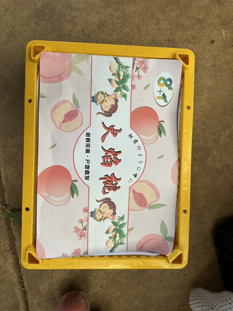 火焰桃红宝石黑美鹰嘴