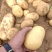 土豆沃土5号陕西榆林土豆大量供应中品质保障量大优惠