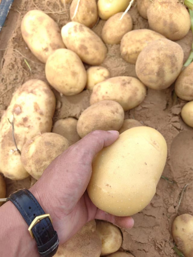 土豆沃土5号陕西榆林土豆大量供应中品质保障量大优惠