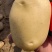 土豆沃土5号陕西榆林土豆大量供应中品质保障量大优惠