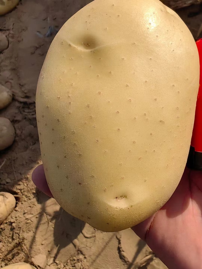 土豆沃土5号陕西榆林土豆大量供应中品质保障量大优惠