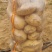 土豆沃土5号陕西榆林土豆大量供应中品质保障量大优惠