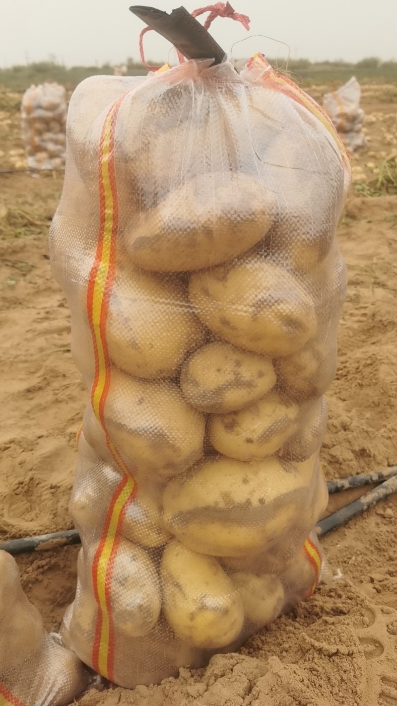 土豆沃土5号陕西榆林土豆大量供应中品质保障量大优惠