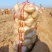 土豆沃土5号陕西榆林土豆大量供应中品质保障量大优惠