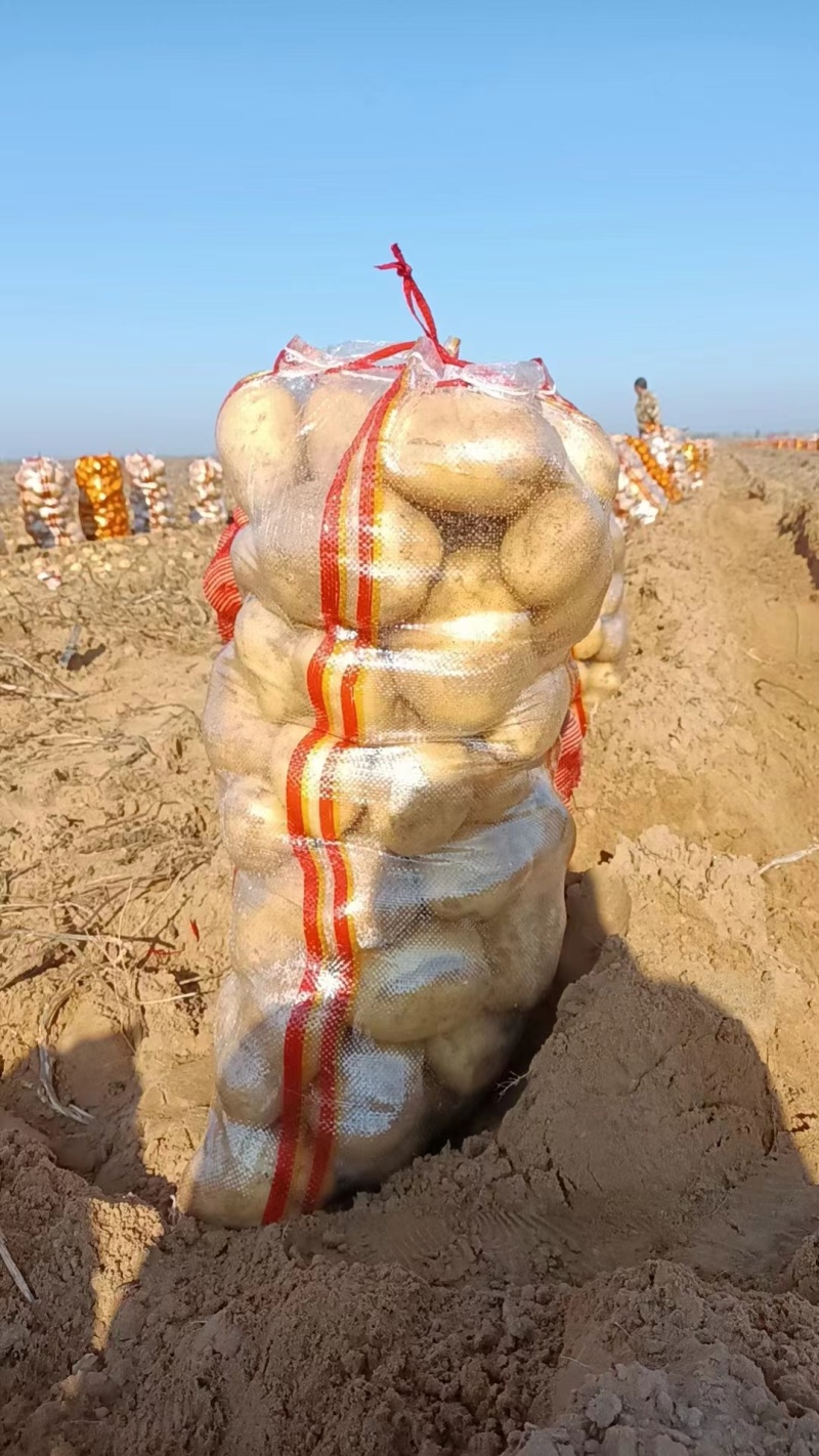 土豆沃土5号陕西榆林土豆大量供应中品质保障量大优惠