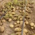 土豆沃土5号陕西榆林土豆大量供应中品质保障量大优惠