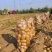 土豆沃土5号陕西榆林土豆大量供应中品质保障量大优惠