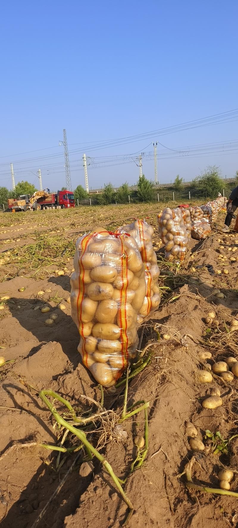 土豆沃土5号陕西榆林土豆大量供应中品质保障量大优惠