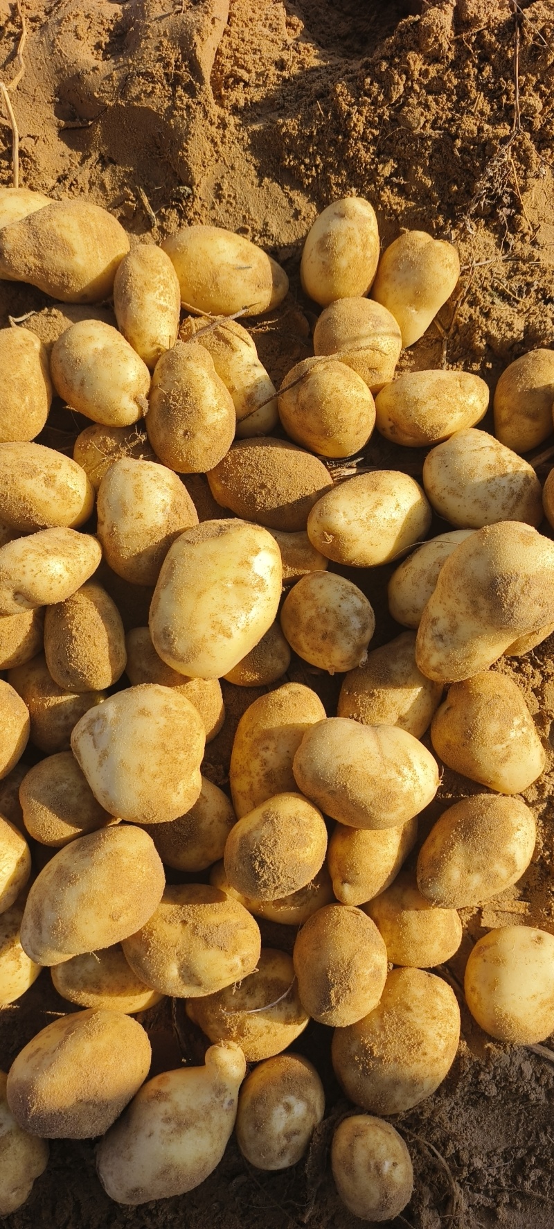 土豆沃土5号陕西榆林土豆大量供应中品质保障量大优惠