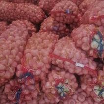 河南精品大蒜产地直发紫皮干蒜品质保证欢迎仔细合作