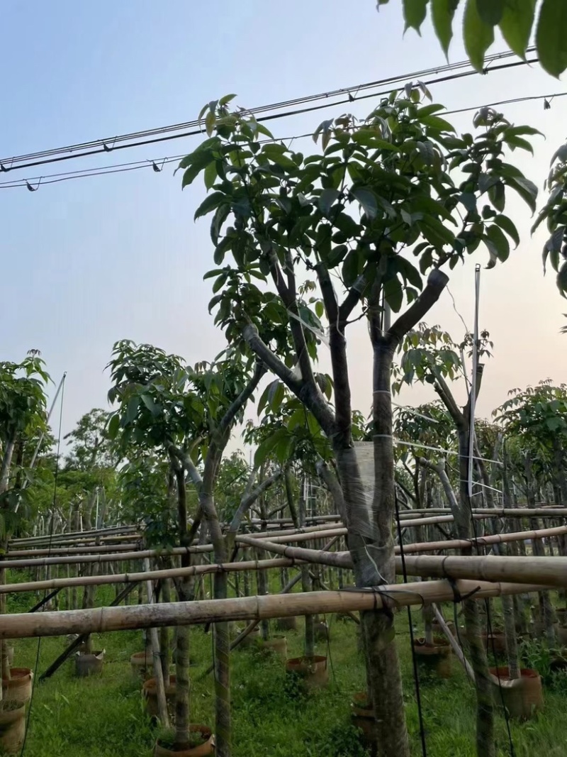 绣球紫花风铃木嫁接苗基地直销规格齐全欢迎老板来电咨询