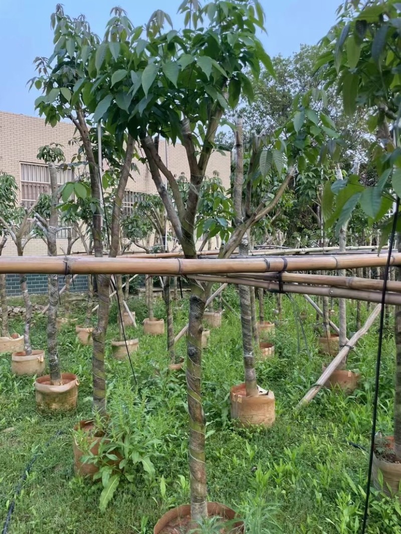 绣球紫花风铃木嫁接苗基地直销规格齐全欢迎老板来电咨询